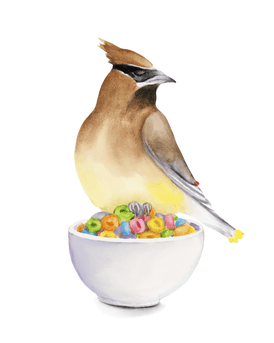 Volta Voloshin-Smith, Cedar Waxwing on a Cereal Bowl - Original Painting