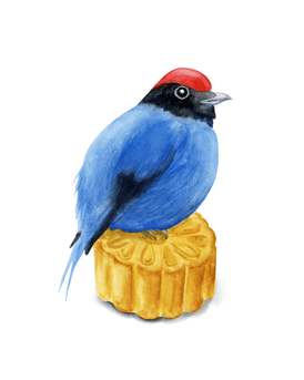 Volta Voloshin-Smith, Swallow Tailed Manakin on a Mooncake - Original Painting