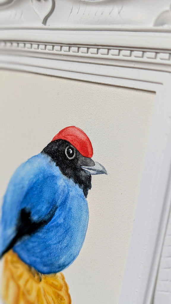 Volta Voloshin-Smith, Swallow Tailed Manakin on a Mooncake - Original Painting
