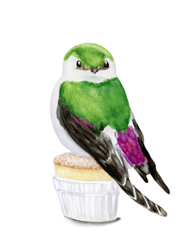 Volta Voloshin-Smith, Violet Green Swallow on a Souffle - Original Painting