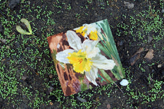 Small square painting of a daffodil flower laid on the ground