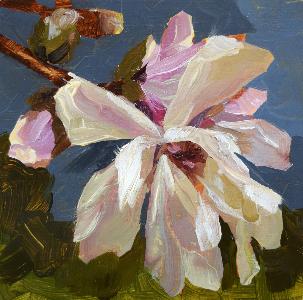 Close-up of a white and pink flower with a dark blue background