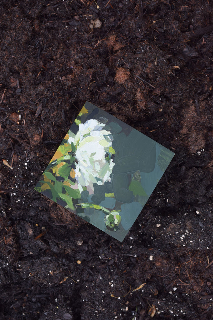 Small square painting of white flowers on a dark soil background